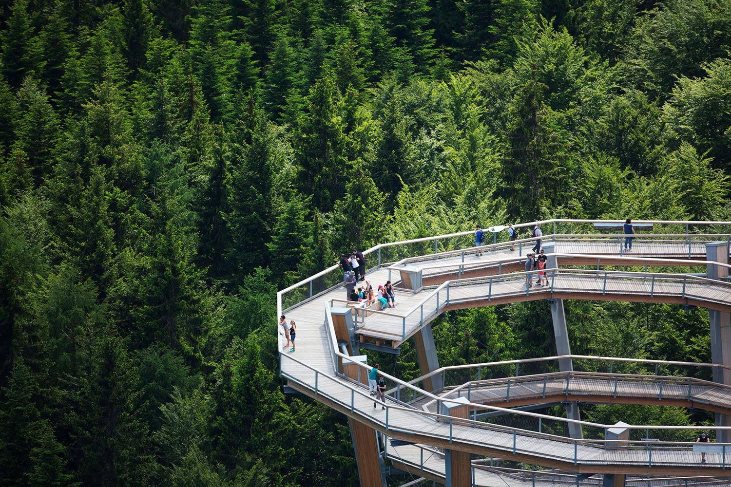 View of a treetop walk from above