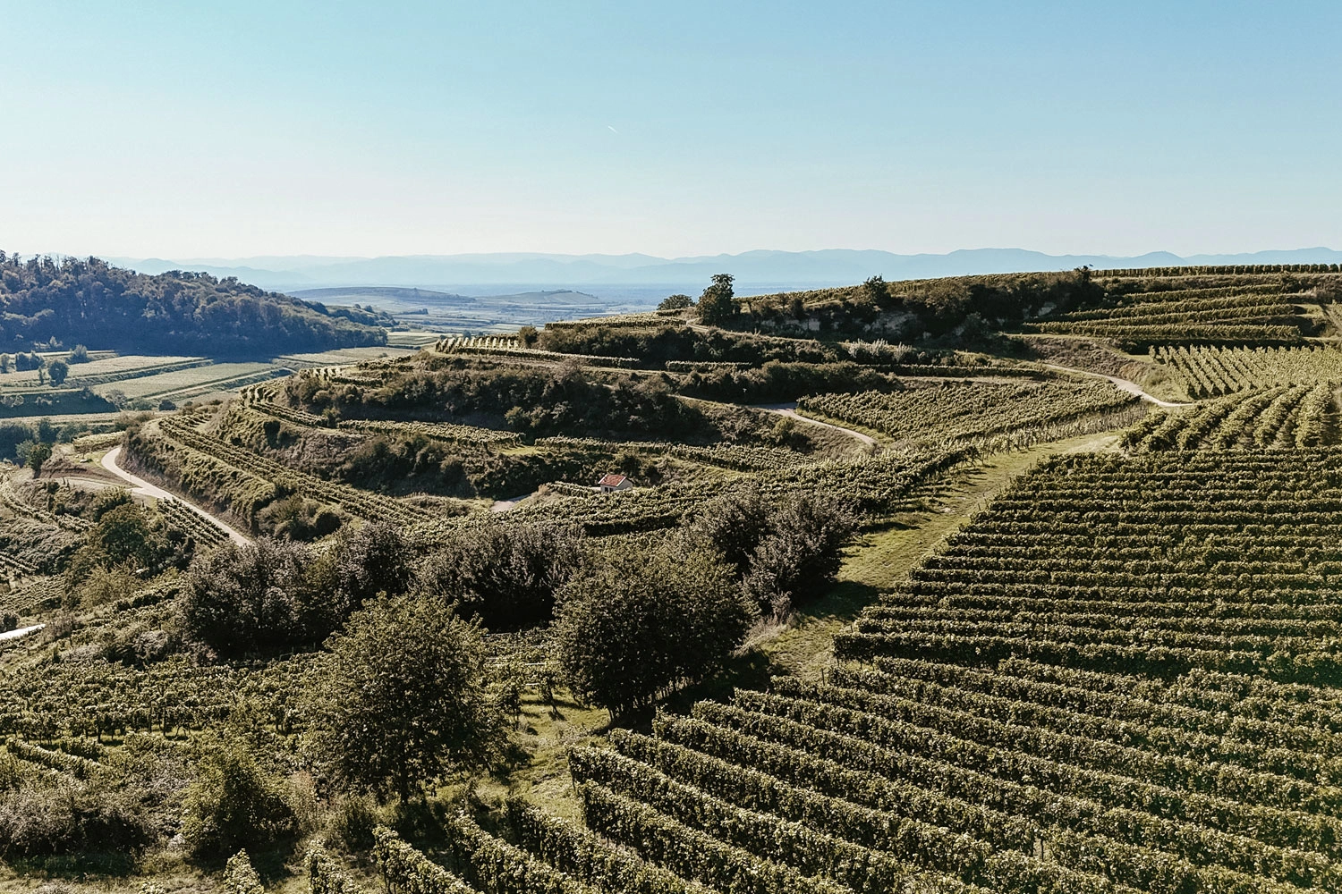 Panoramaaufnahme von Weinbergen mit Weinterrassen bei Sonnenschein