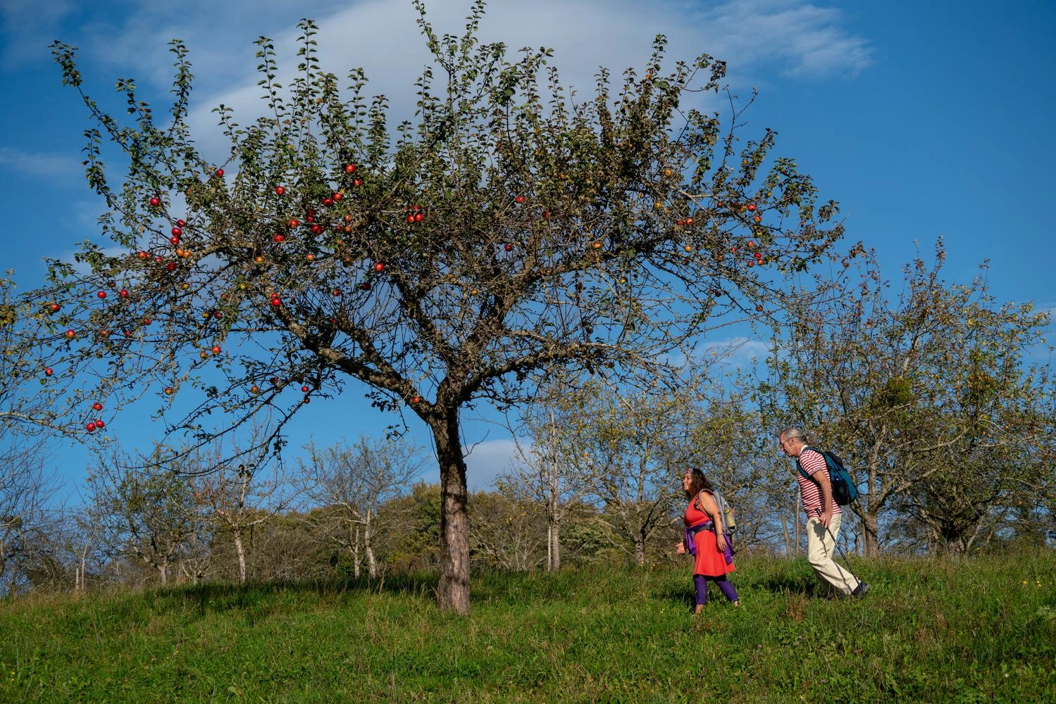  Two people walk under an apple tree.