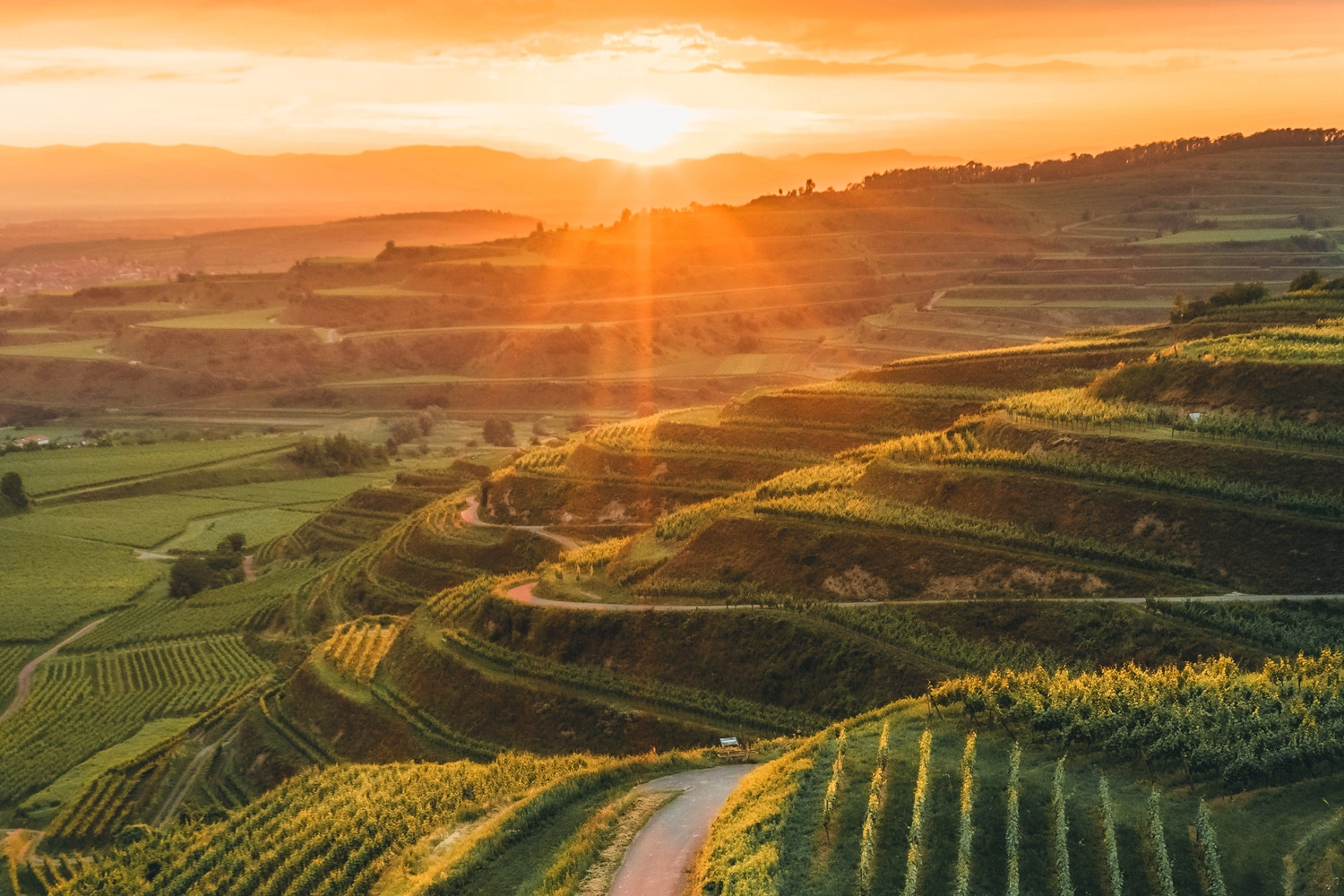 Terrassenförmige Weinberge im Kaiserstuhl bei Sonnenuntergang, mit warmem Licht über den grünen Hügeln.