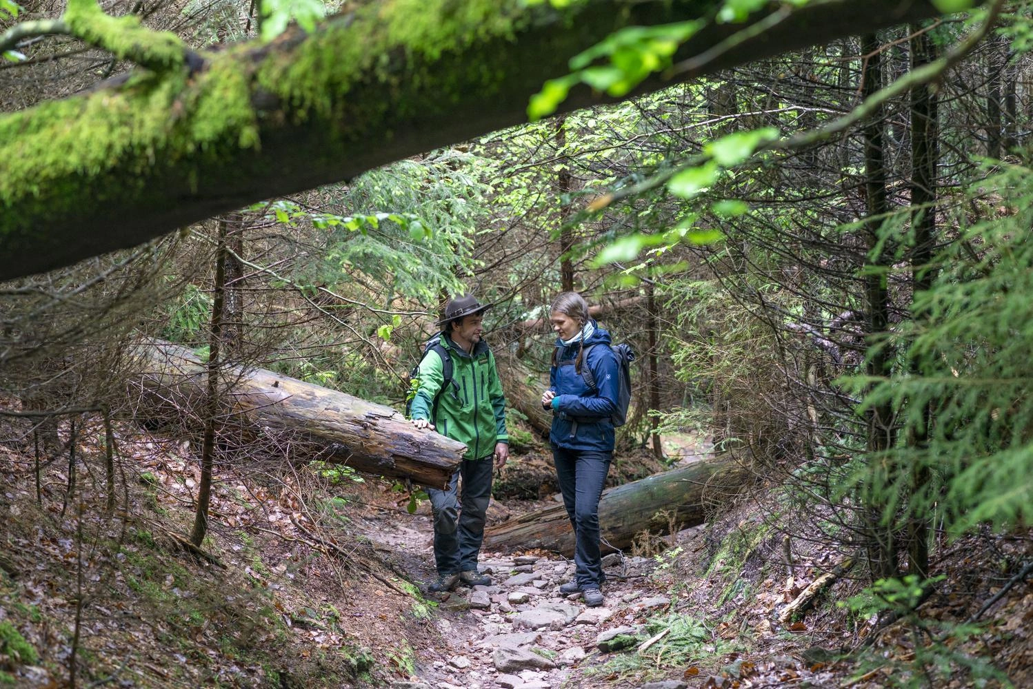 Ranger wandern auf einem Weg, auf dem Baumstämme liegen, durch den Wald.
