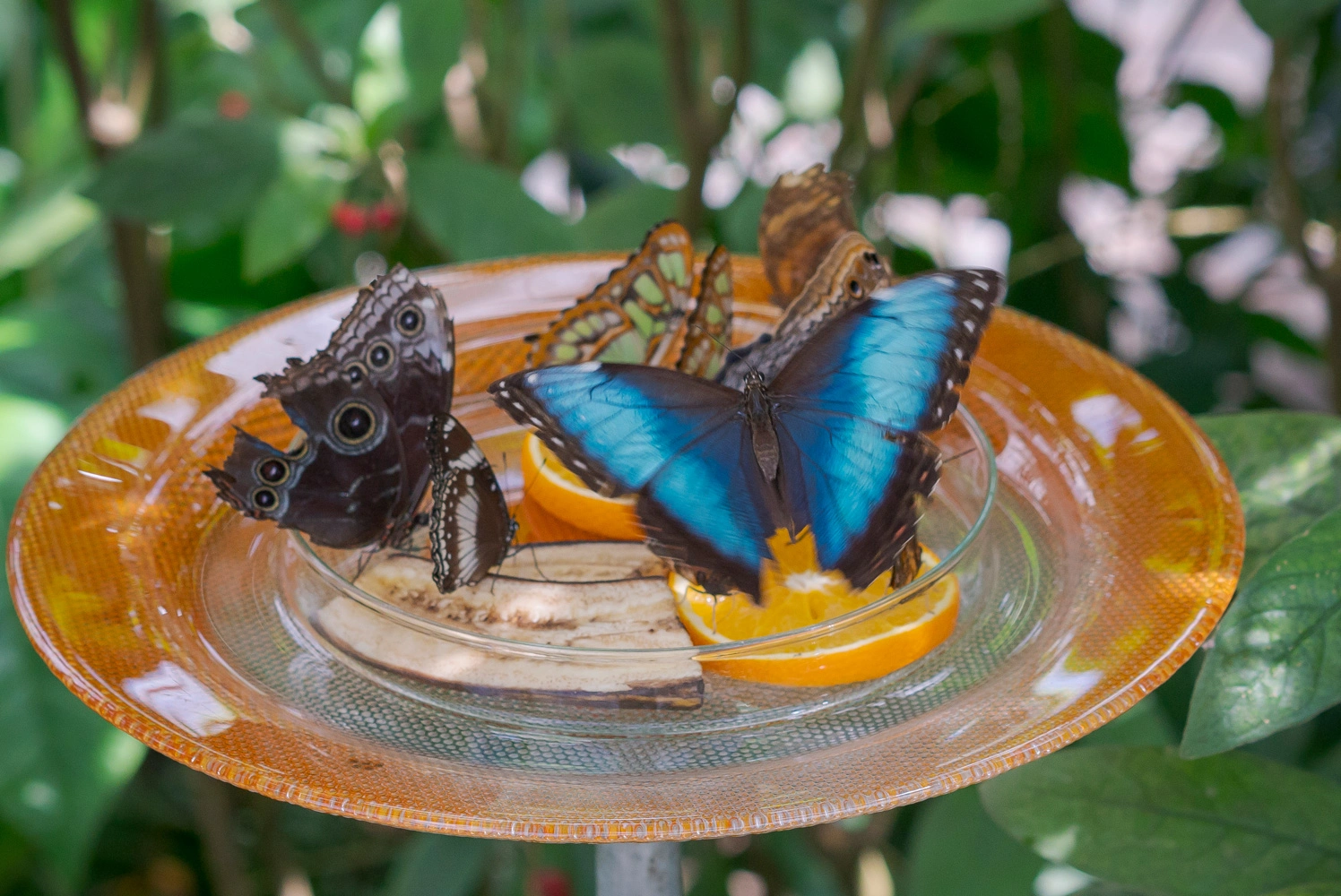 Mehrere bunte Schmetterlinge sitzen auf Orangenscheiben auf einem Teller, umgeben von grünen Blättern im Schmetterlingshaus.