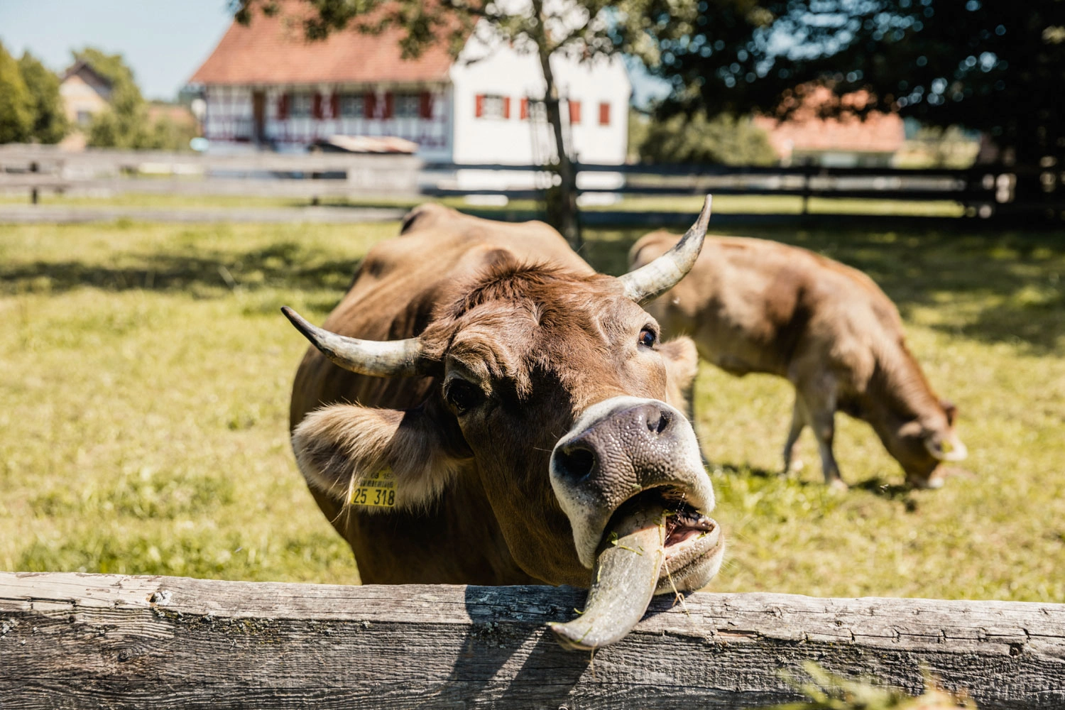 Eine Kuh streckt ihre Zunge heraus. Vor der Kuh steht ein Holzzaun.