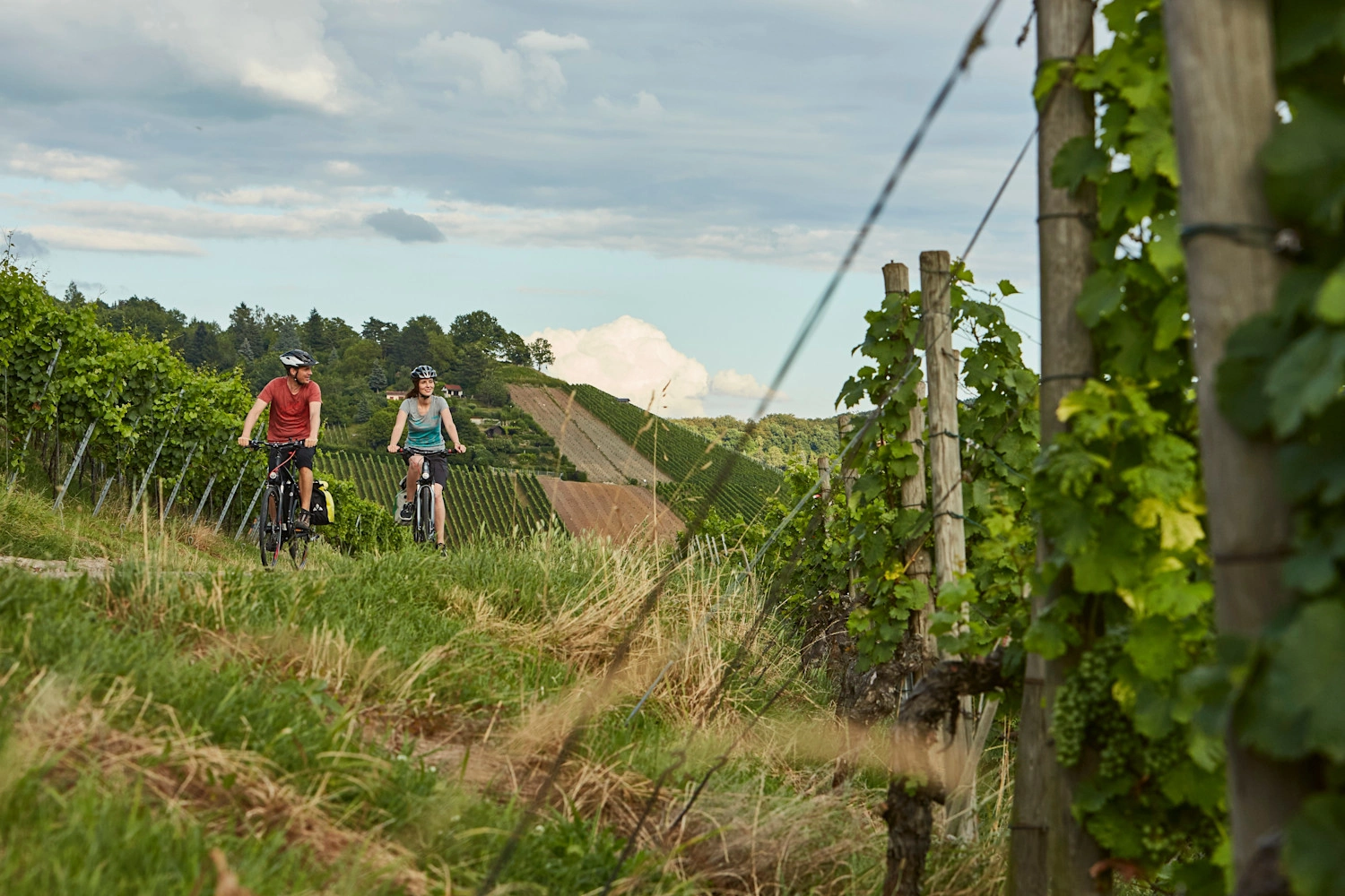 Two people cycling through vineyards.