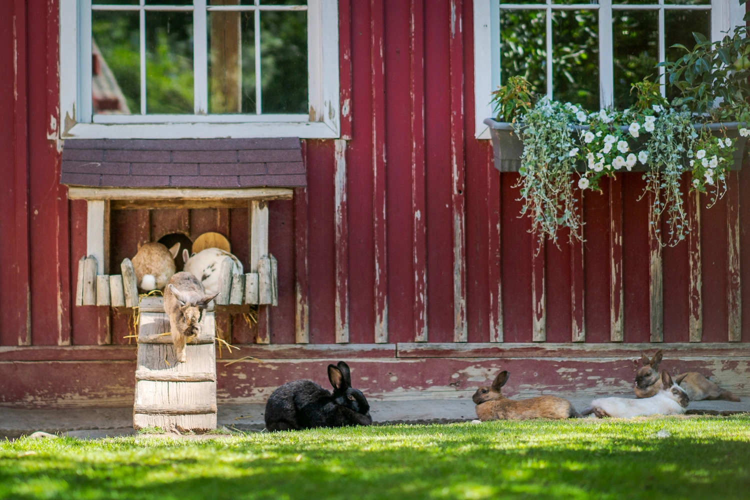 Mehrere Kaninchen entspannen und fressen vor einem roten Holzhaus mit weißen Fenstern und Blumenkasten im Grünen.