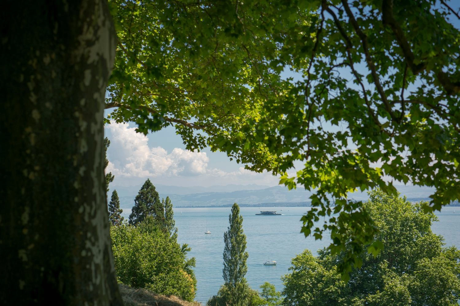 Blick durch grüne Baumkronen auf den Bodensee mit mehreren Booten; im Vordergrund ein Baumstamm, im Hintergrund Berge und Wolken.