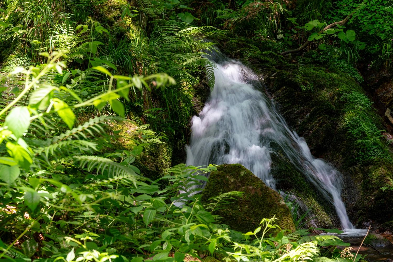 Ein Fluss fließt durch üppig grüne Landschaft im Wald.