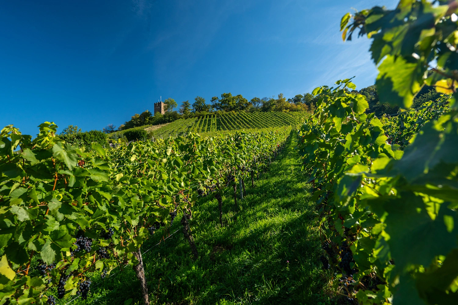 Blick durch grüne Weinreben einen Weinberg hinauf. Oben trohnt ein Turm.