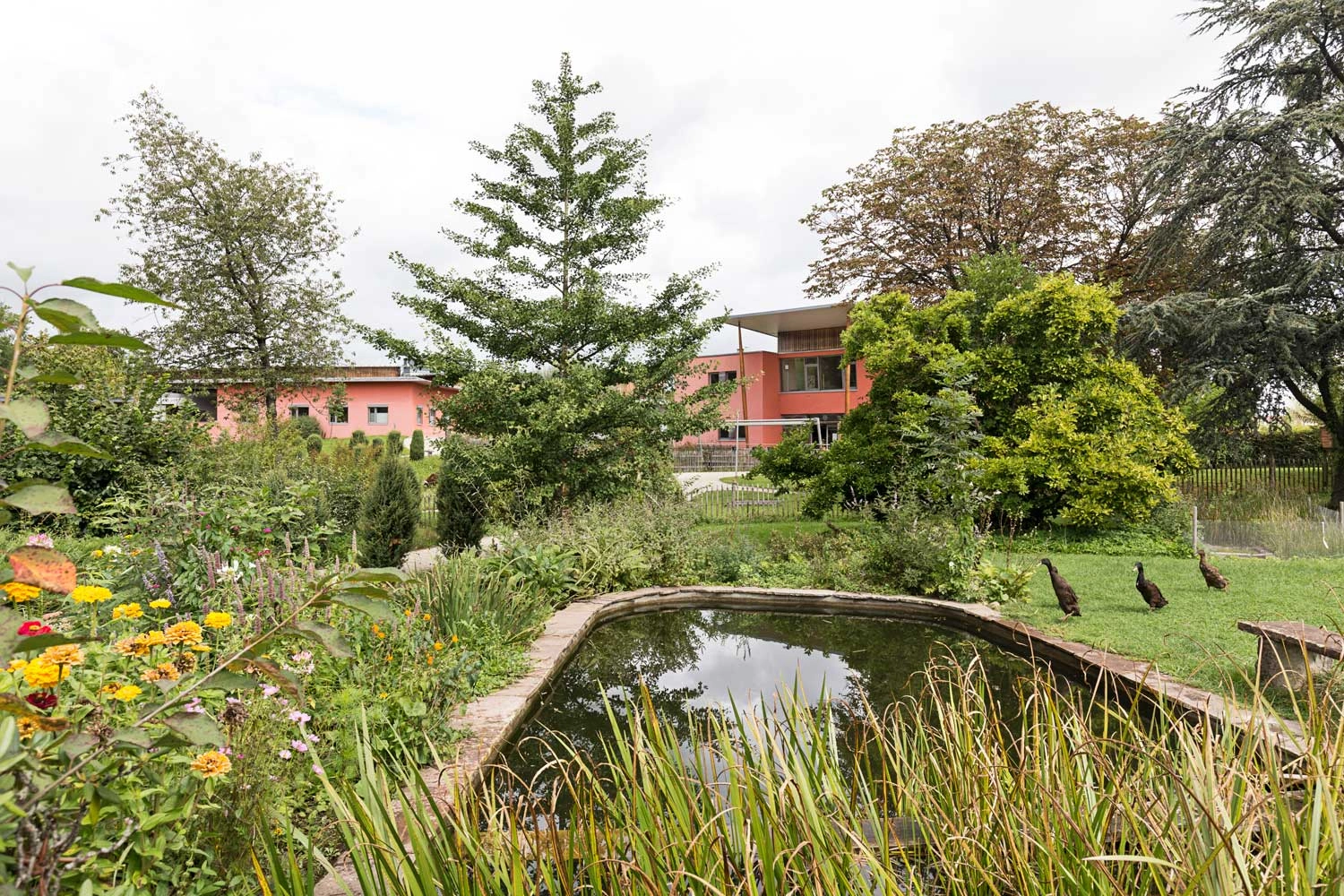 View of a lush garden with medicinal plants and a pond with geese