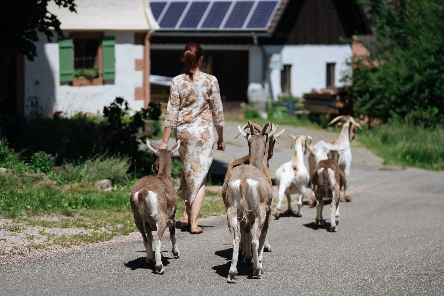 Person führt eine Gruppe von Ziegen auf einem sonnigen Weg vor einem Bauernhof.