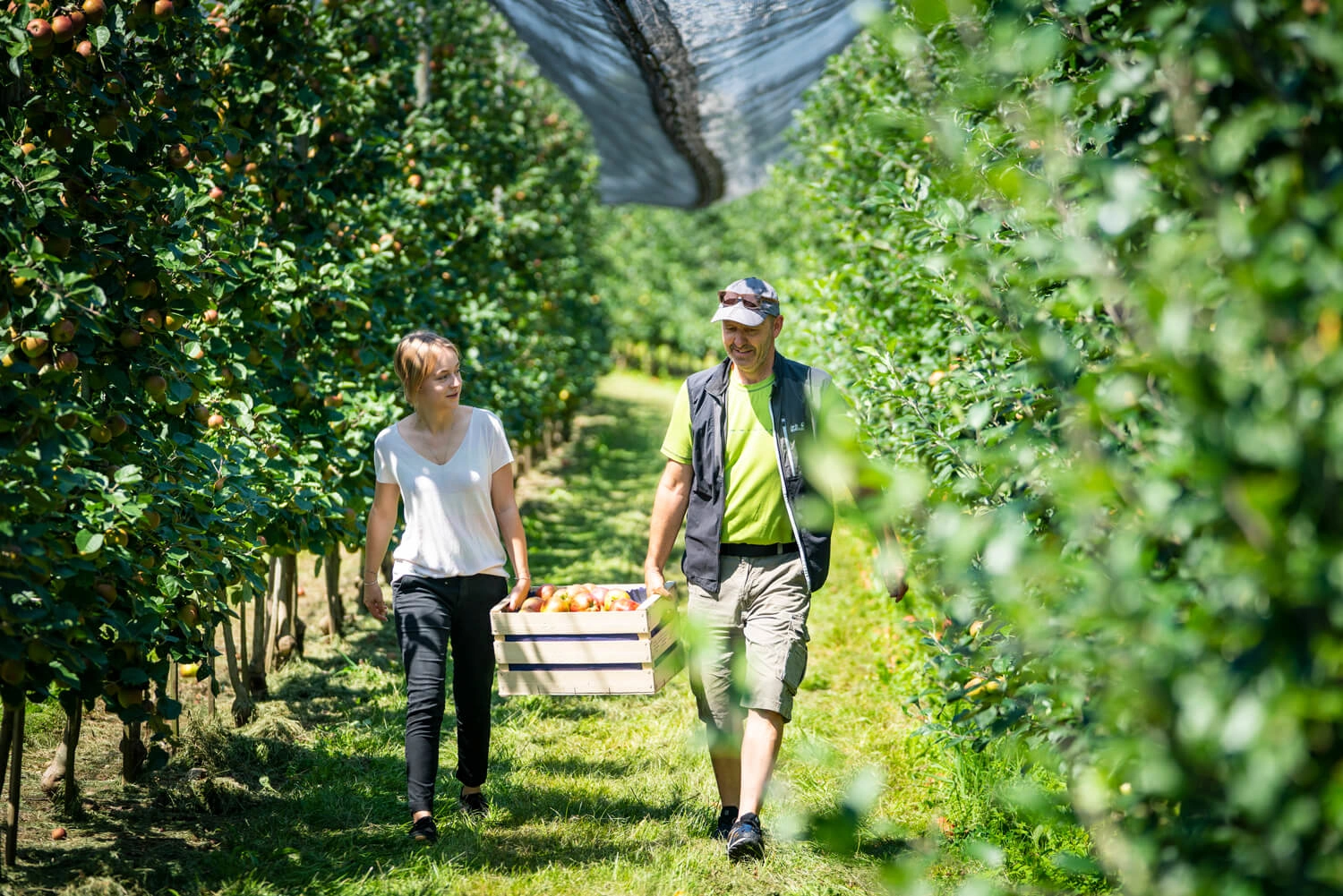 A man and a woman carry a crate of harvested apples through the rows of apple trees.