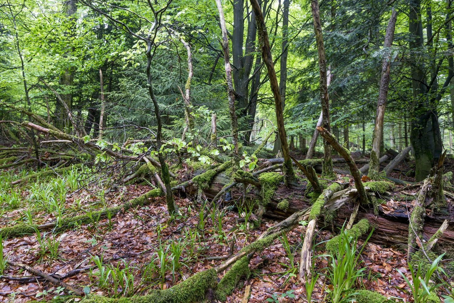 Totholz in einem Wald