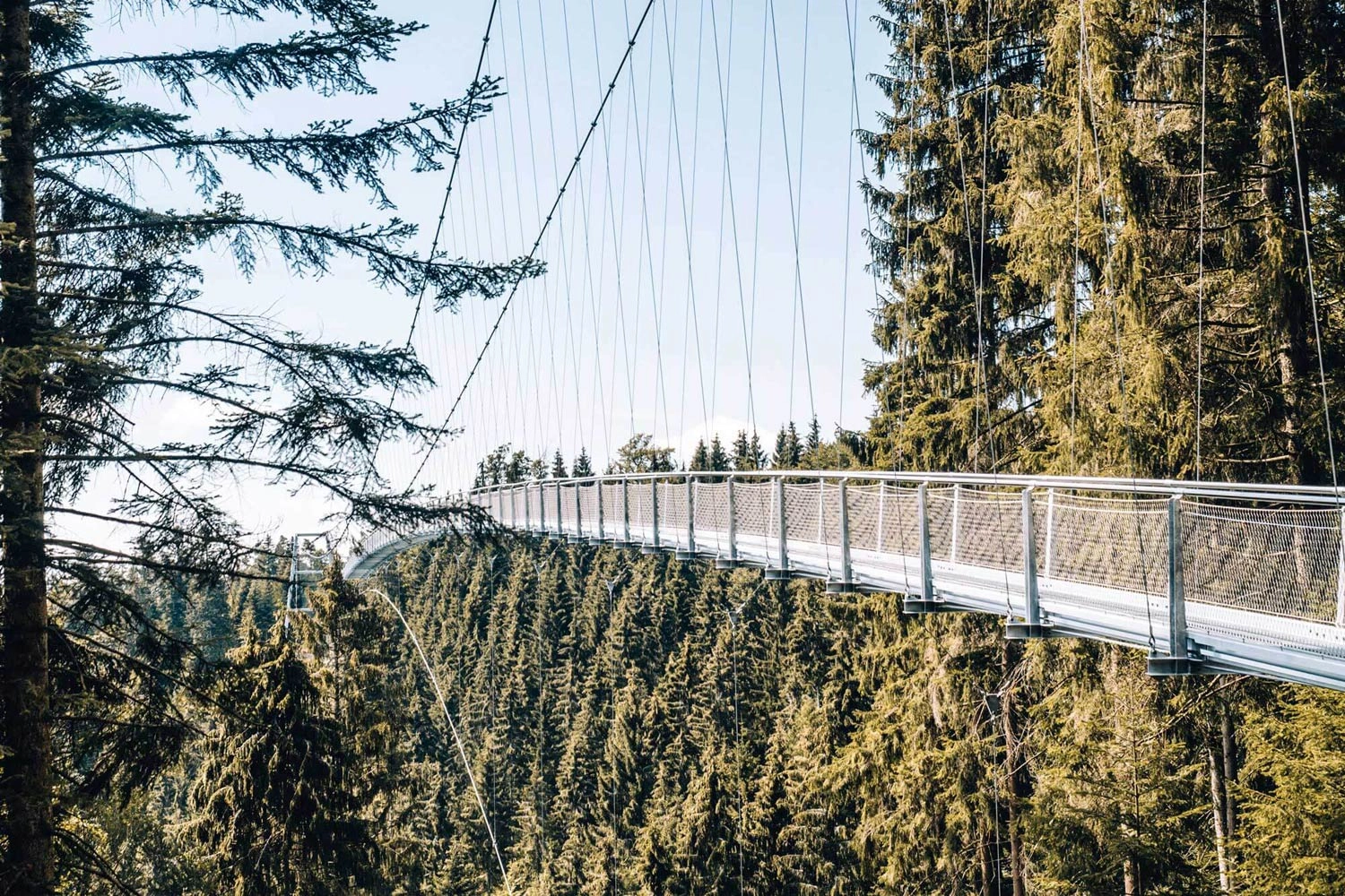 Eine Hängebrücke führt in luftiger Höhe über die Baumkronen eines Waldes.