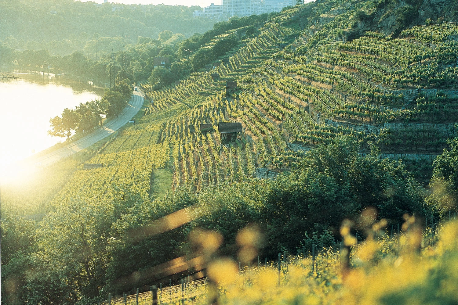 View of the Canstatter Zuckerle steep slope near Stuttgart. The vineyards lie in the sun. The Neckar flows in the corner below.