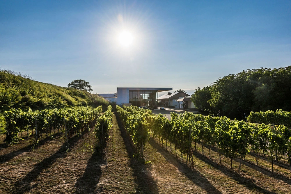 View through the vineyards to an modern winery. Sun is shining.