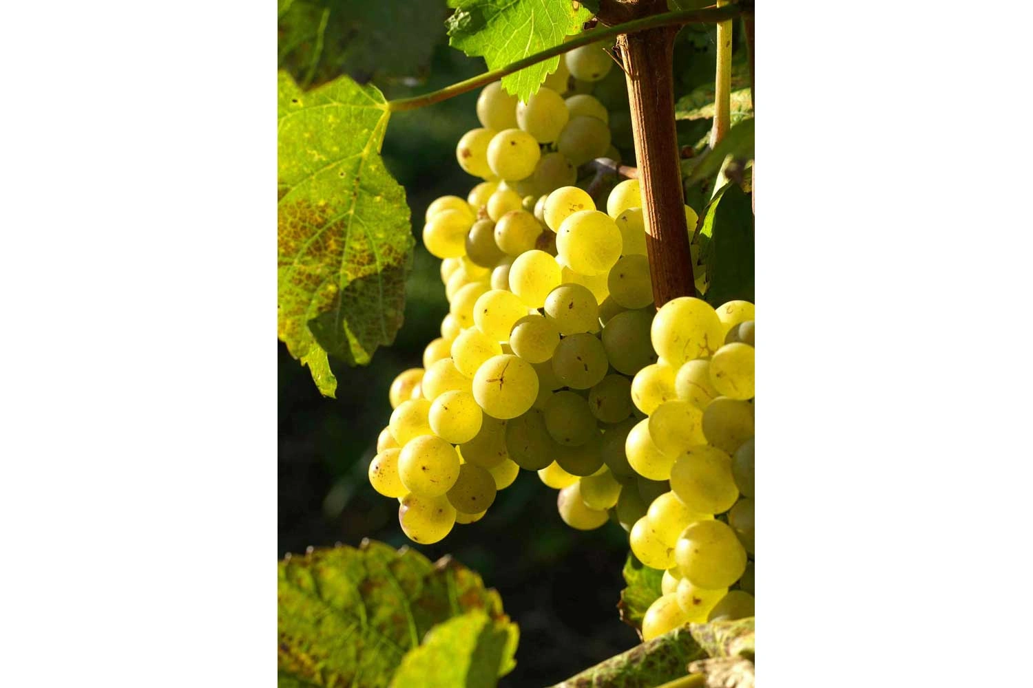 Close-up of the Pinot Blanc grape variety