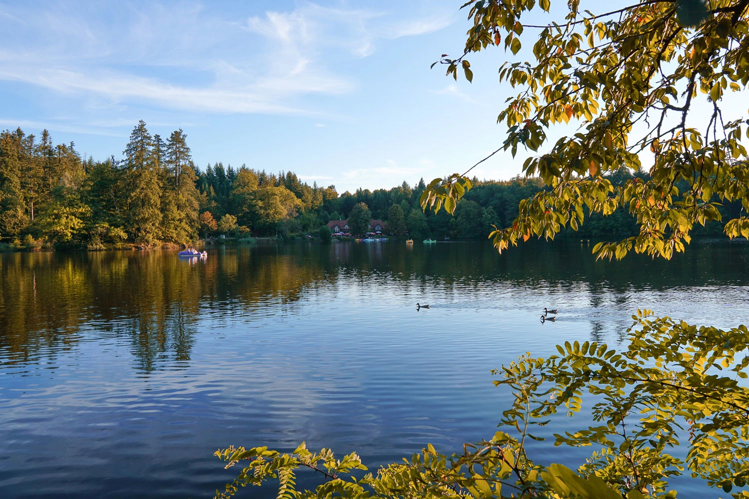 View over an autumnal lake with ducks and a pedal boat. The lake is surrounded by trees with colourful leaves.