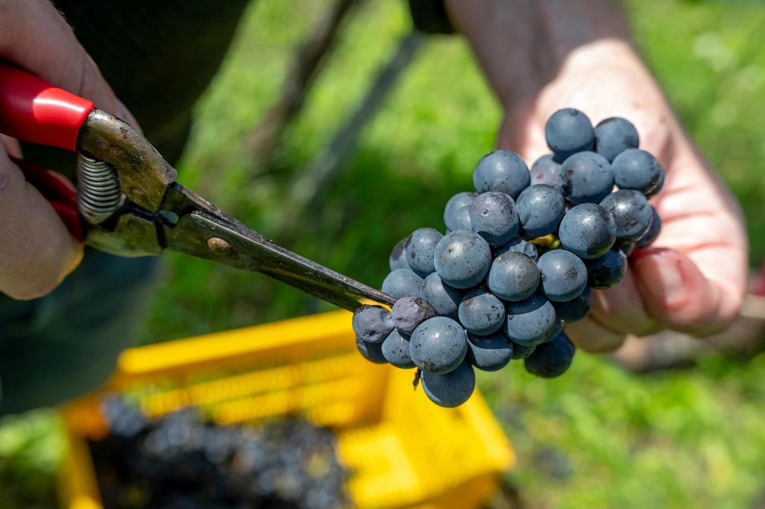 Close-up of a bunch of grapes being cut from the vine with scissors, yellow harvest basket in the background.