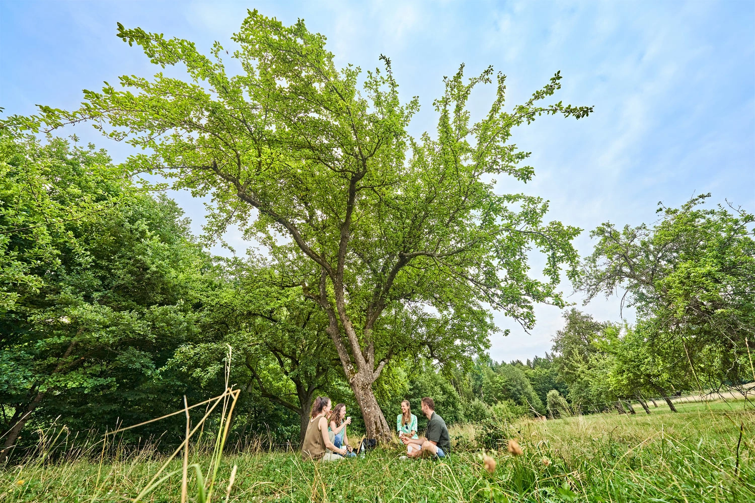 Mehrere Personen sitzen auf einer Wiese unter einem großen Obstbaum inmitten einer Streuobstwiese, umgeben von grüner Natur und Bäumen.