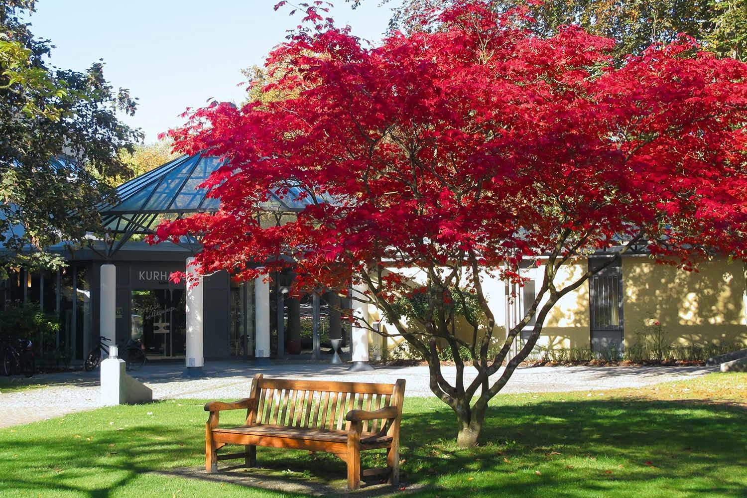 A red Japanese fire maple stands as a solitary specimen in a green space. A wooden bench stands beneath it.