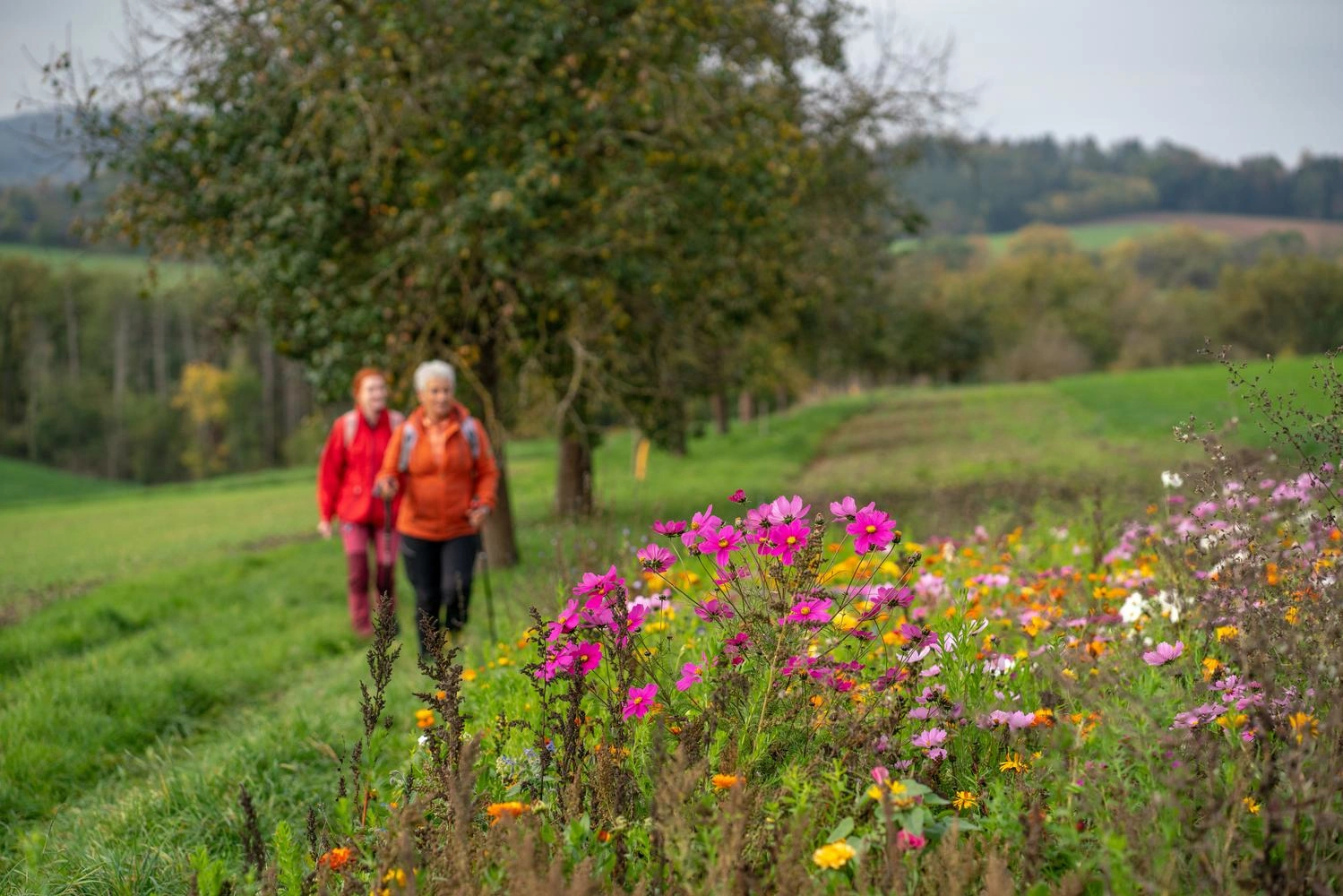  Two female hikers look at colorful flowers growing along the path in the foreground.