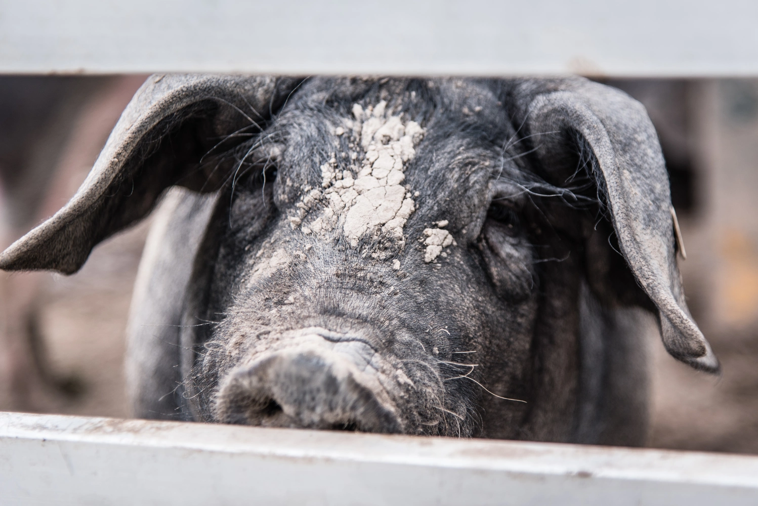 A pig looks through a wooden fence.