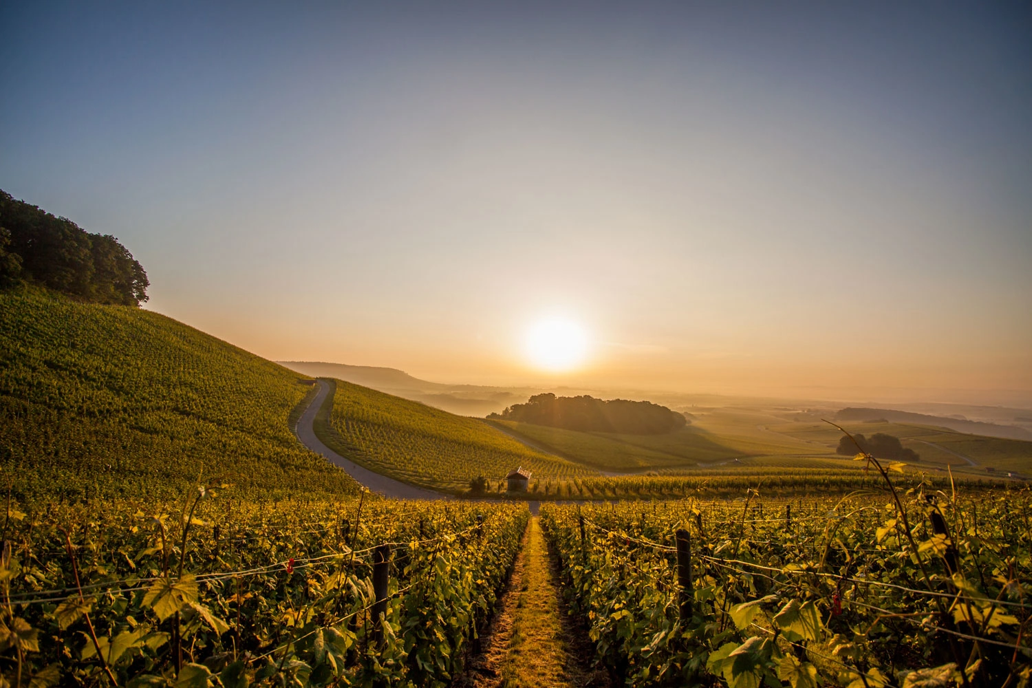 Blick in die Weinregion Kraichgau bei tief stehender Sonne. Der Blick geht in die Ferne. Die Sonne steht zentral. Man sieht geschwungene Wege durch den Weinberg.