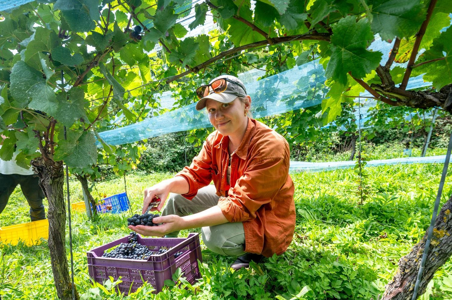 A person kneels in a vineyard and places freshly cut blue grapes into a purple crate, surrounded by green vines and protective nets, with more crates in the background.