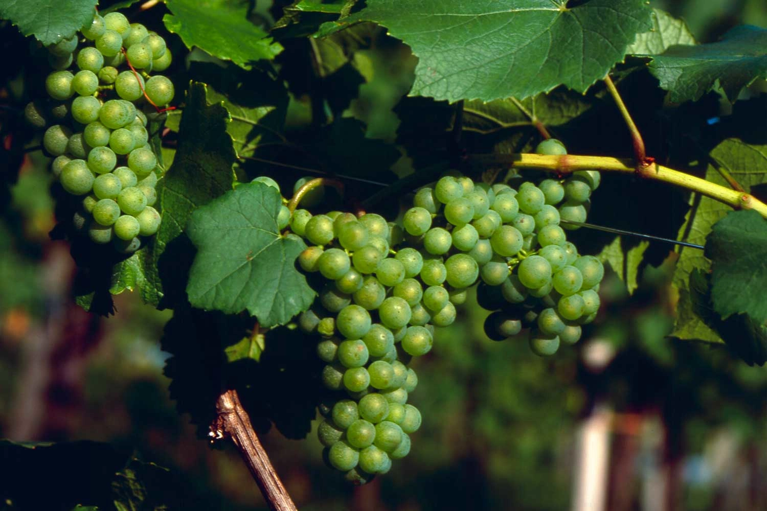Close-up of the Sauvignon Blanc grape variety