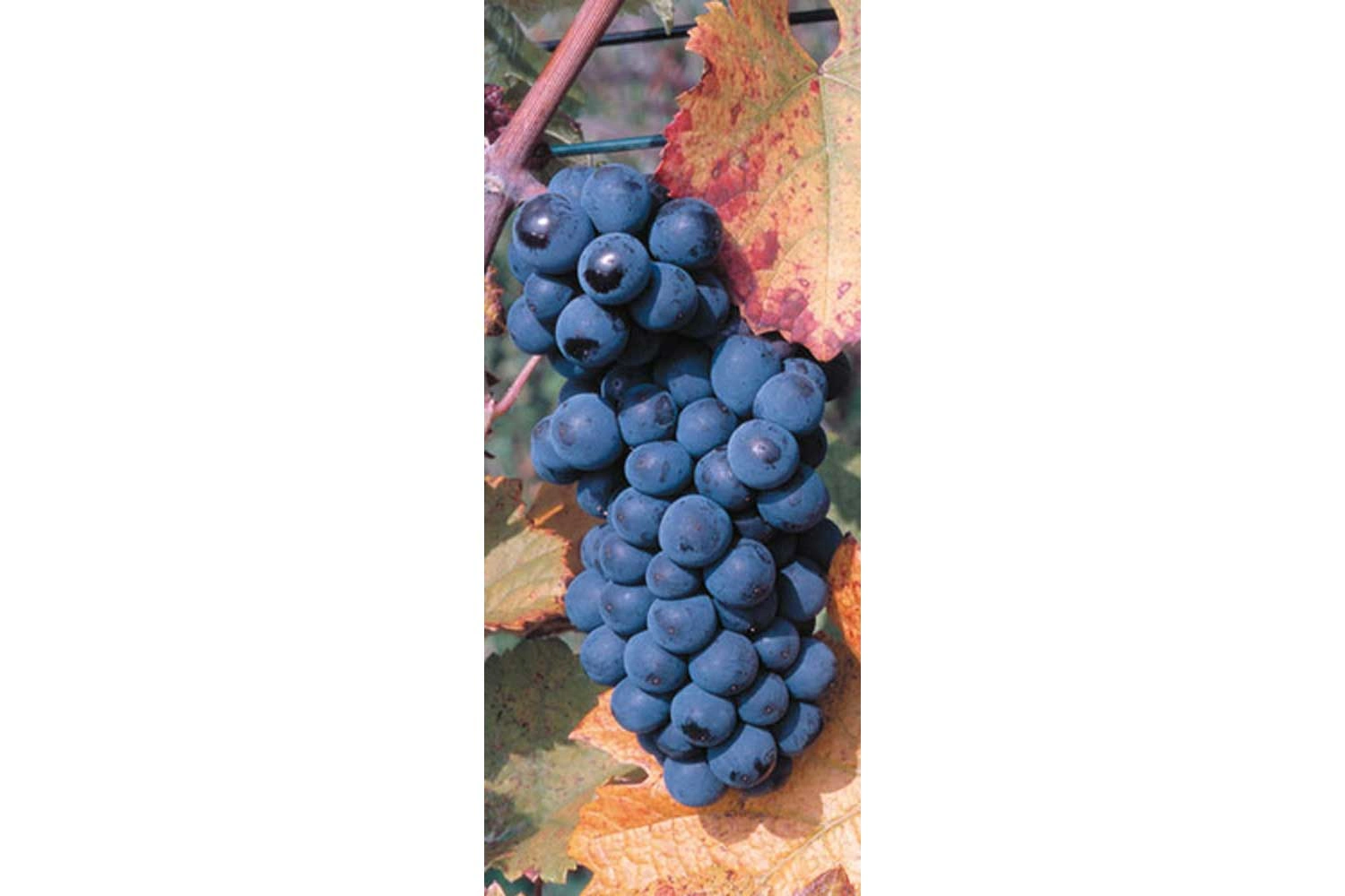 Close-up of a red wine grape Samtrot