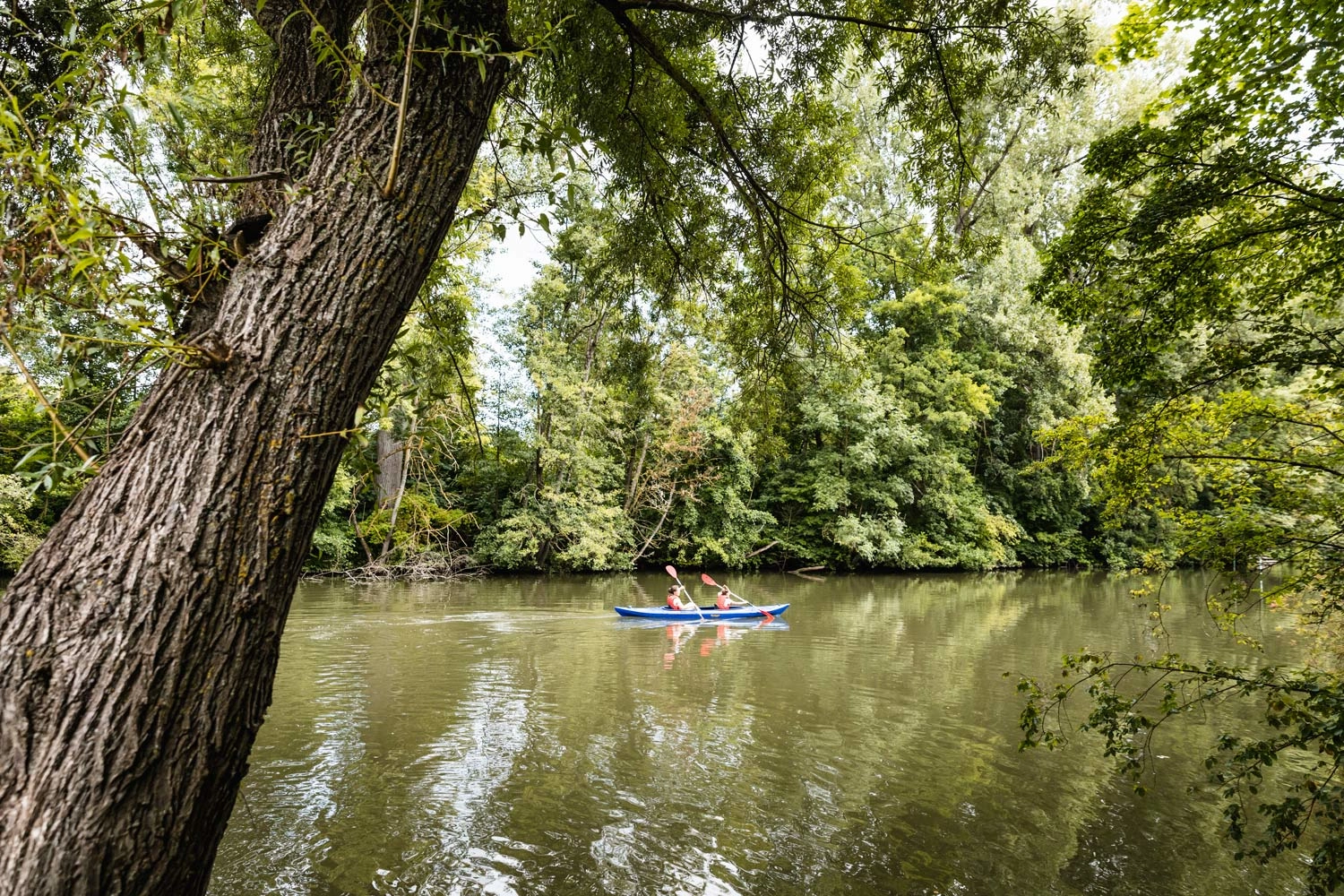 Zwei Menschen paddeln in einem Kanu auf einem Fluss. Im Vordergrund ragt ein großer Baum über das Wasser.