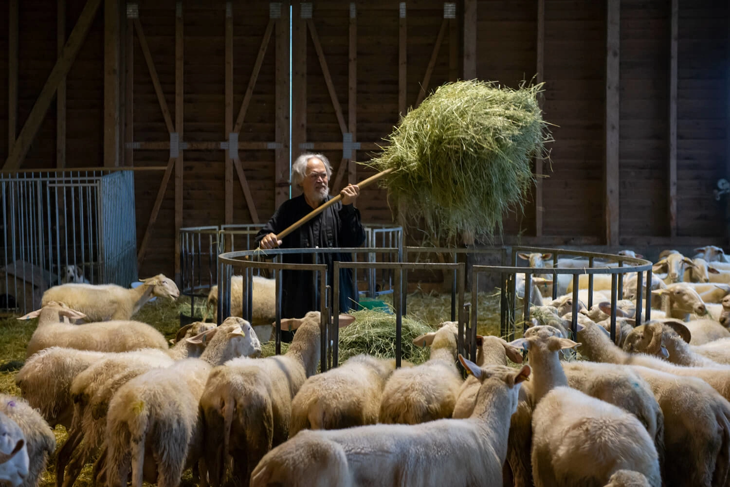 A man is carrying hay with a pitchfork to a feeding place in a barn. Many sheep are standing around him.