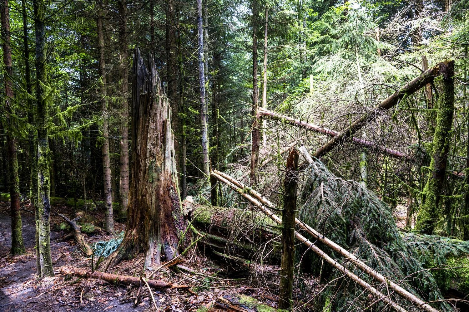 Totholz in einem Wald