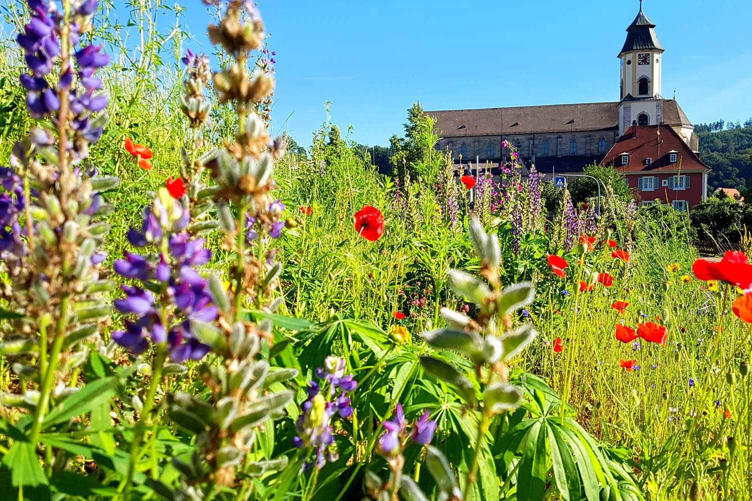 View of a colourful wildflower meadow with a church in the background