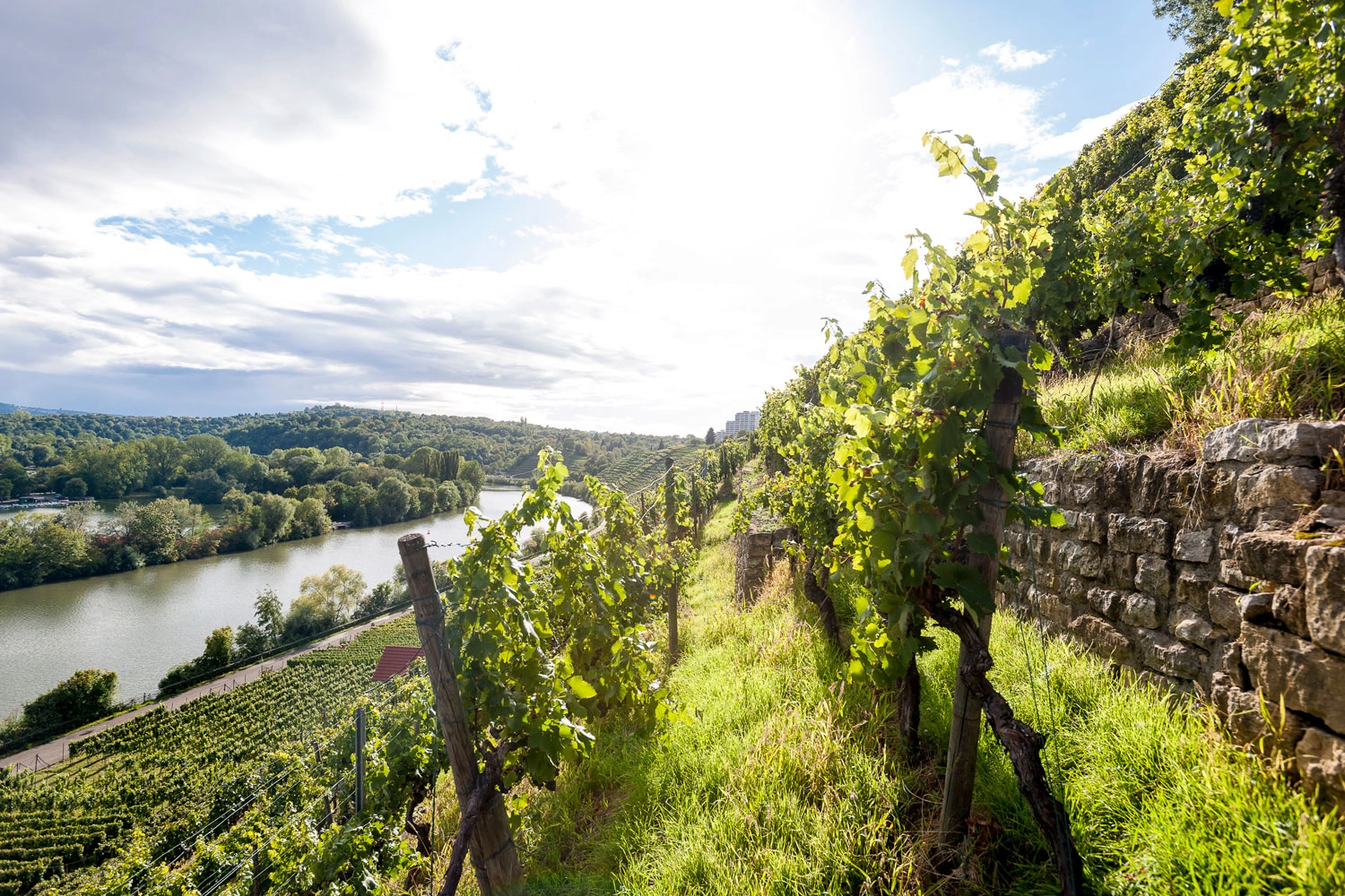 The Neckar flows on the left. On the right, terraced steep slopes rise upwards.