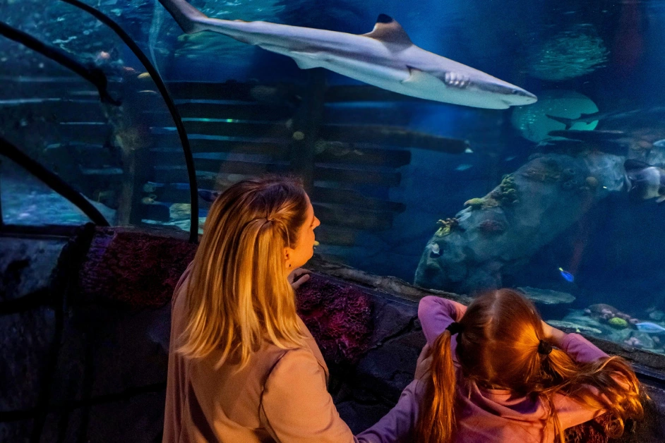 Mutter und Tochter betrachten einen Hai in einem großen Aquarium mit Felsen und Unterwasserlandschaft.