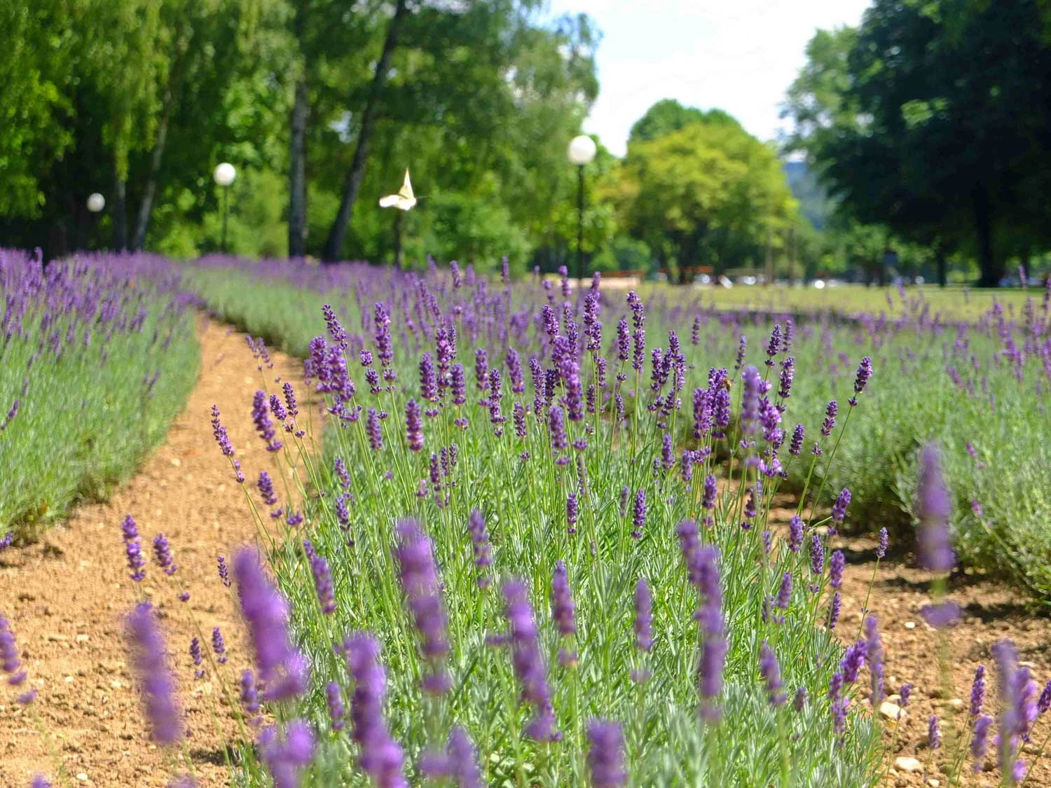 Lavender beds cover a large area and are in full bloom.
