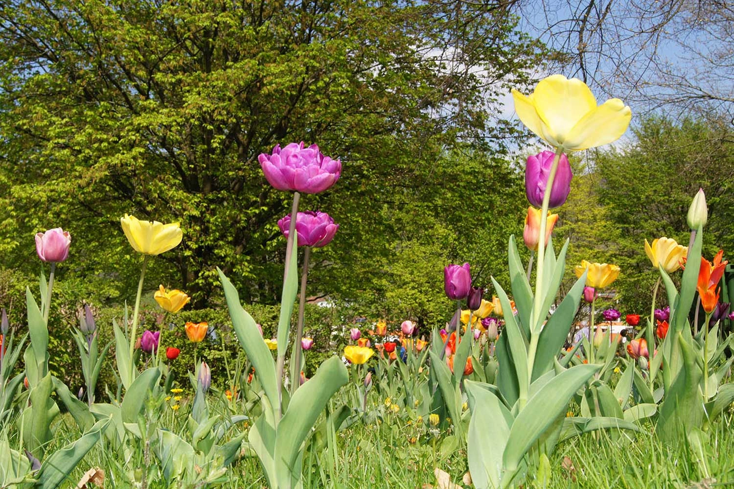 View of a meadow with many colourful tulips