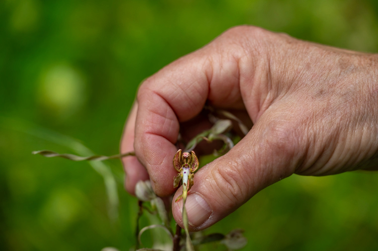 Eine kleine Pflanze wird zu Demonstrationszwecken zwischen Daumen und Zeigefinger gehalten.