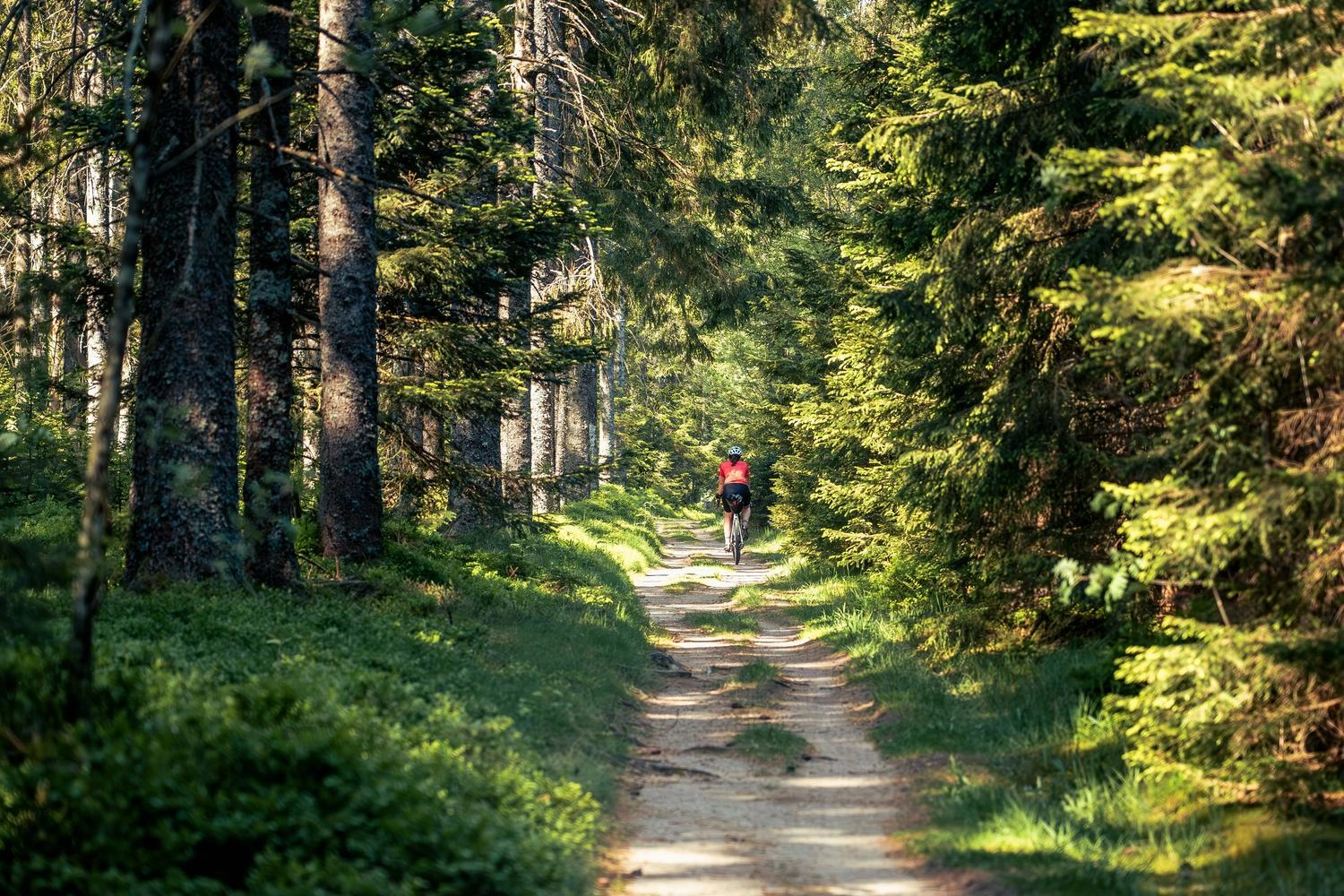 A person is cycling along a gravel forest track.
