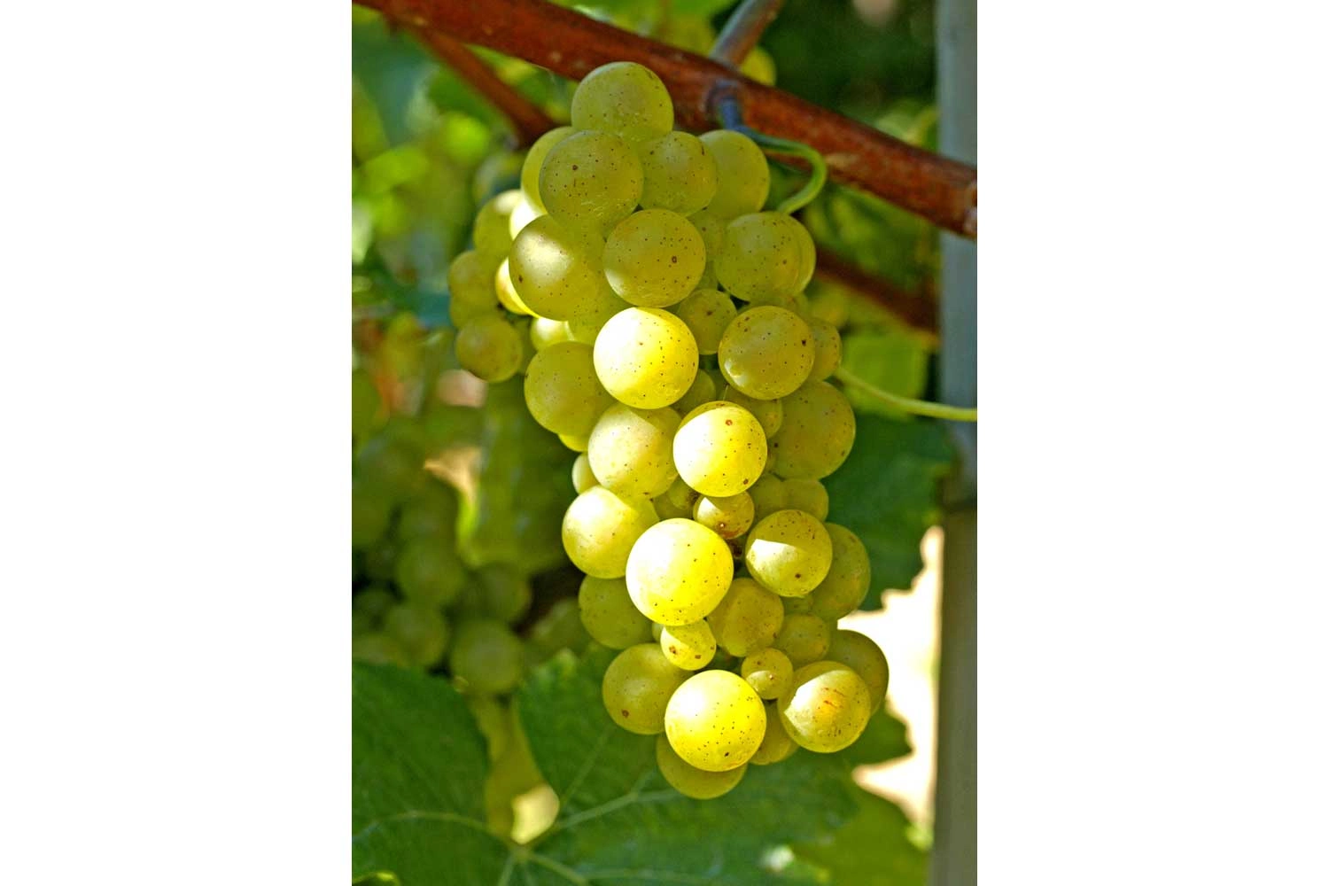 Close-up of the Chardonnay grape variety