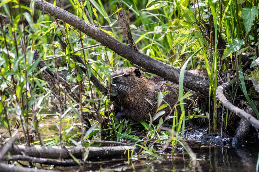 Hinter dichtem Gebüsch am Ufer sitzt versteckt ein Biber.