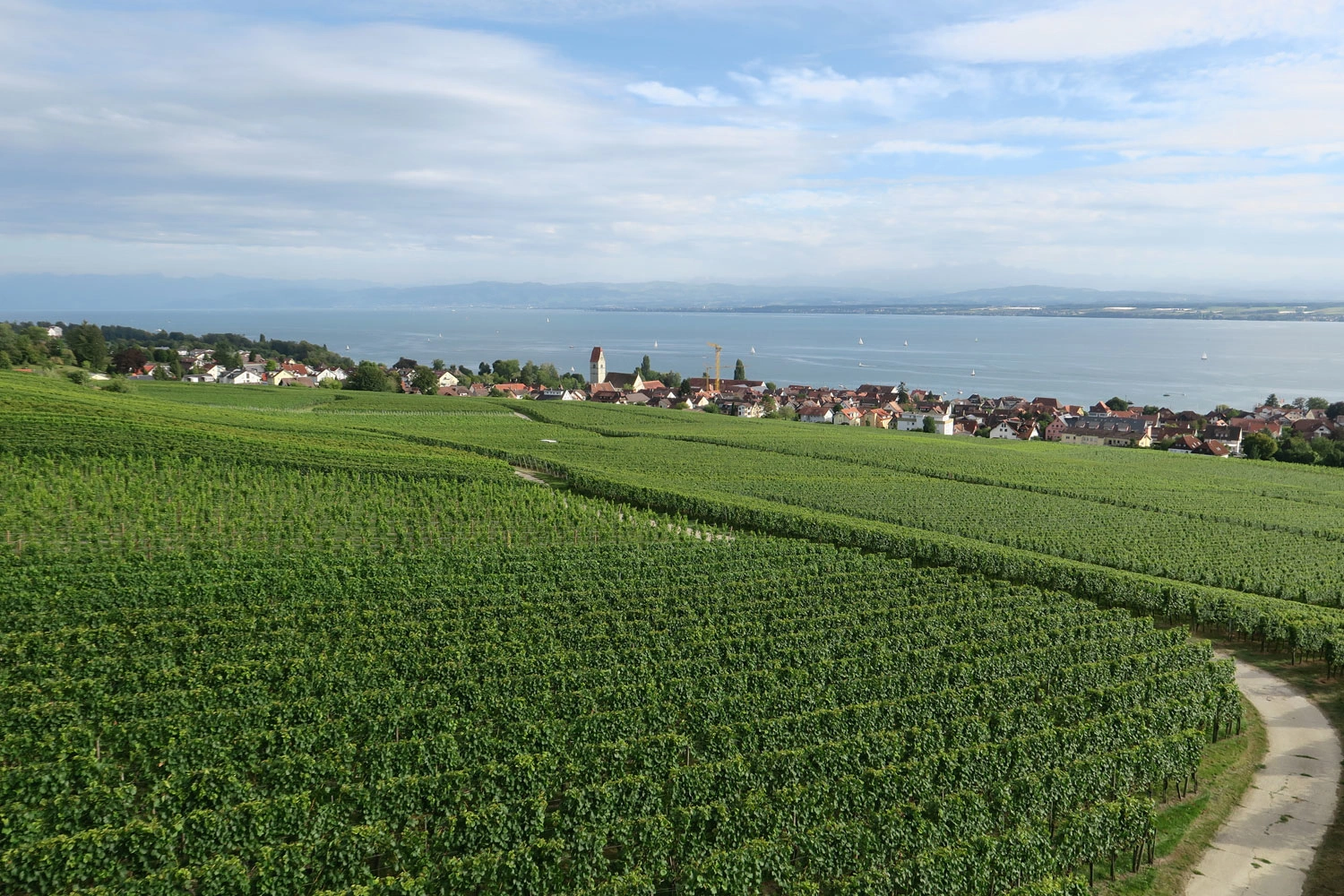 Blick über Weinreben auf den Bodensee in der Weinregion Württembergischer & Bayrischer Bodensee. Am Flussufer liegt eine Ortschaft. Der Himmel ist blau mit leichten Schleierwolken.