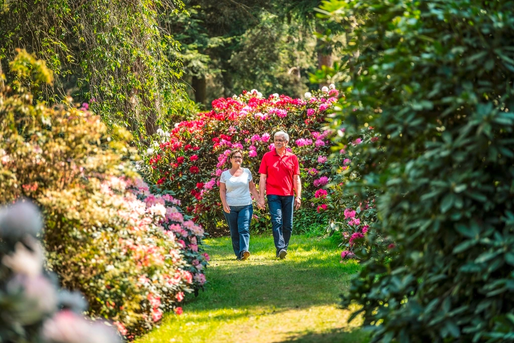 A couple stroll through a park with lush rhododendron bushes in full bloom.