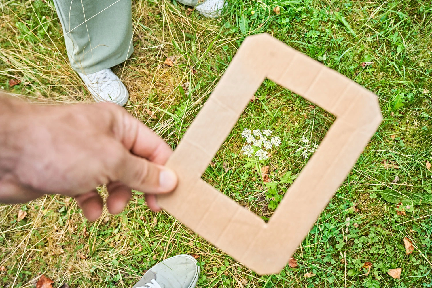 Hand hält einen rechteckigen Papprahmen über eine Wiese mit Gräsern und kleinen weißen Blüten.