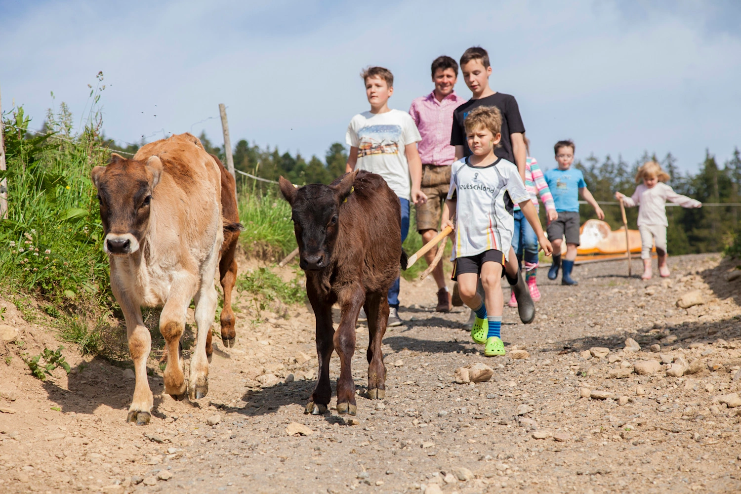  A child runs after two calves on a gravel path.