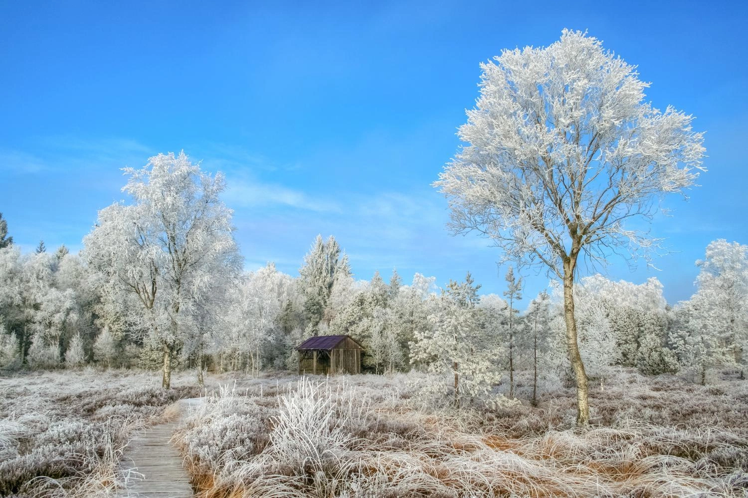 Winterliche Moorlandschaft mit frostbedeckten Bäumen, Holzsteg und kleiner Hütte unter klarem blauem Himmel.