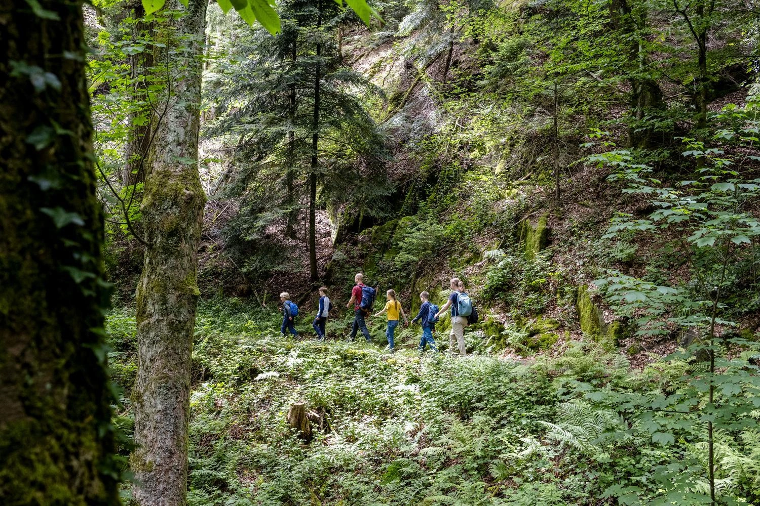 Gruppe von Wandernden auf schmalem Pfad durch dichten, grünen Wald im Schwarzwald, umgeben von hohen Bäumen und Moosfelsen.
