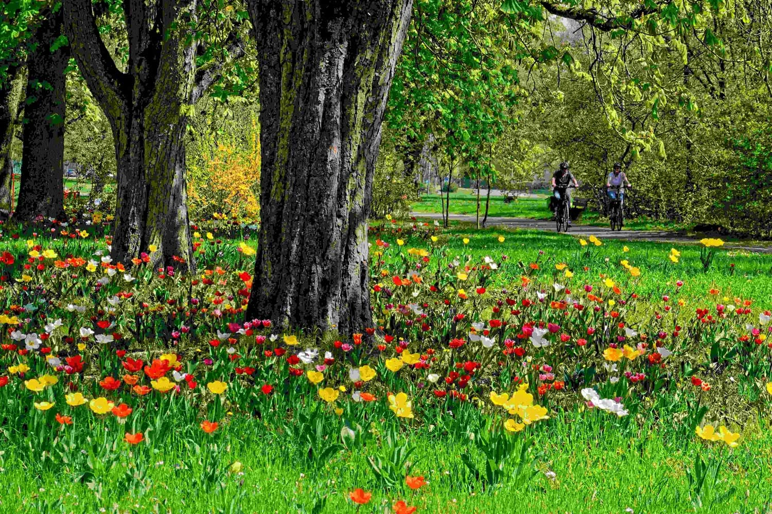 Colourful flower meadow with tulips and early bloomers under trees along an avenue of winding cycle paths