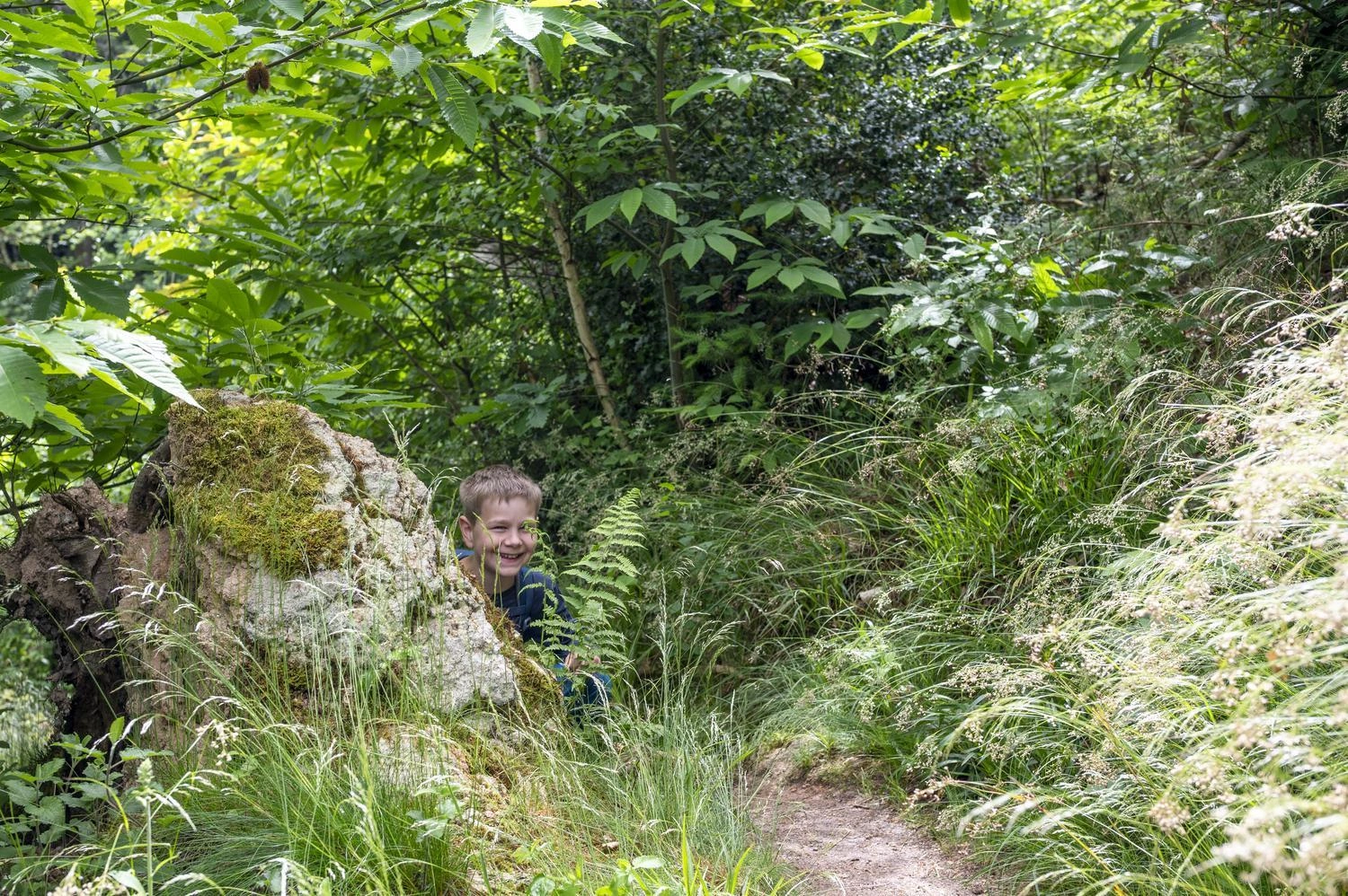 Moss-covered rock on a narrow forest path, surrounded by dense greenery and tall grasses in the Black Forest.